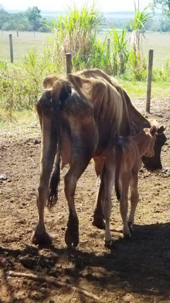 Vaca foi encontrada ao lado de bezerro, com escore corporal magro e ossos da coluna aparentes