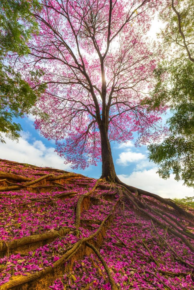 1º lugar – Tomaz de Toledo Takaki – “Ipê sobre um tapete roxo”