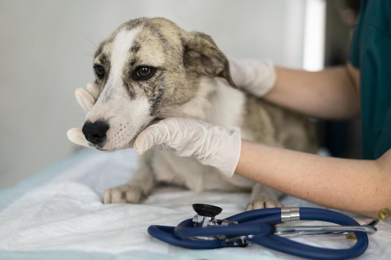 Tratamentos de animais requerem consulta a especialista