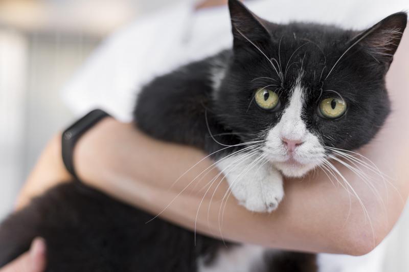 Em gatos, mudanças de estilo de vida e dieta adequada podem levar à remissão da doença