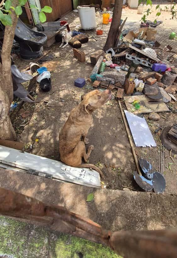 Cachorros foram localizados em residência, sem acesso a alimentação