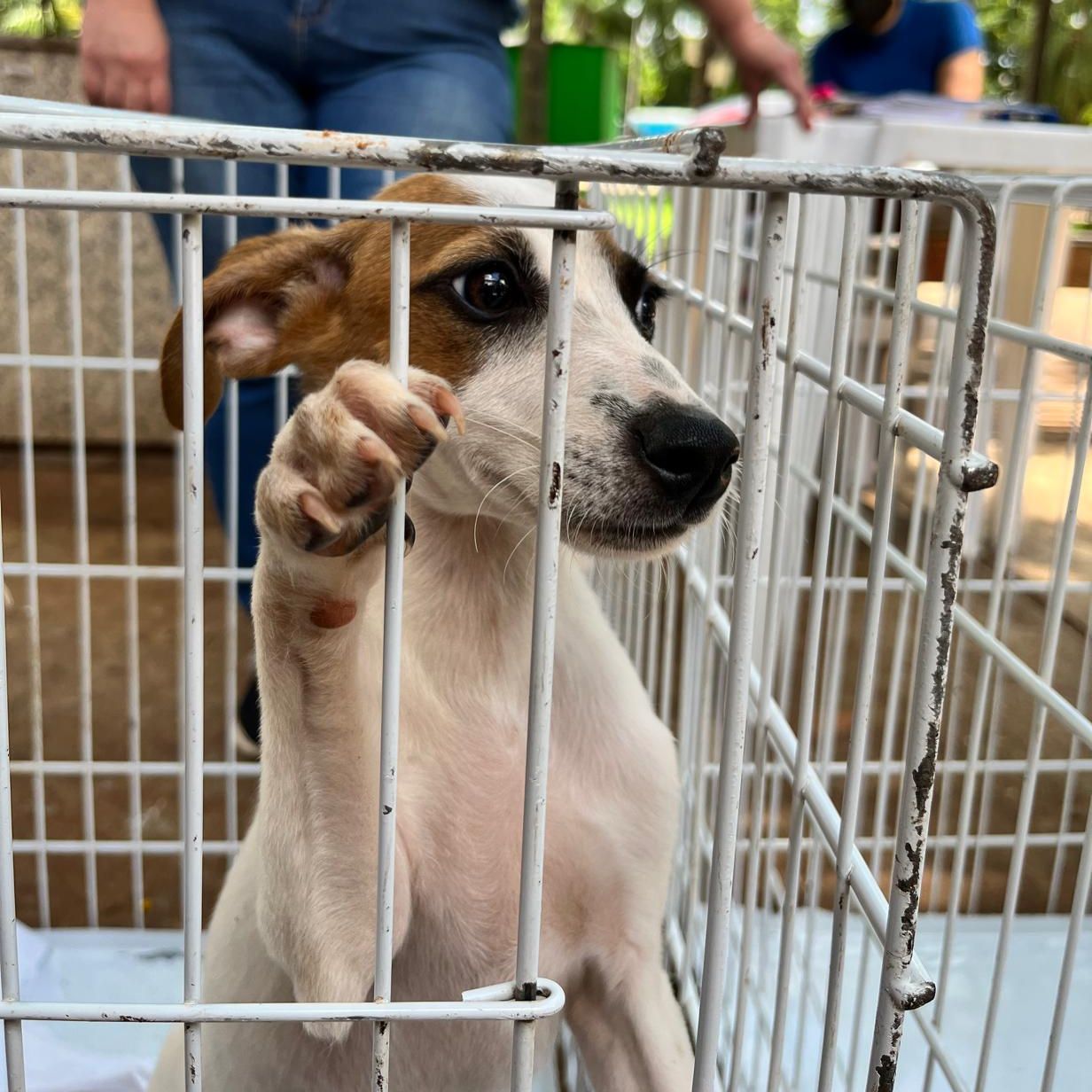 Também no sábado, haverá feira de adoção de cães no Parque Shopping