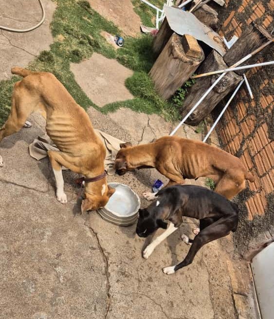 Animais foram encontrados sem acesso à alimentação, aparentando estado de abandono