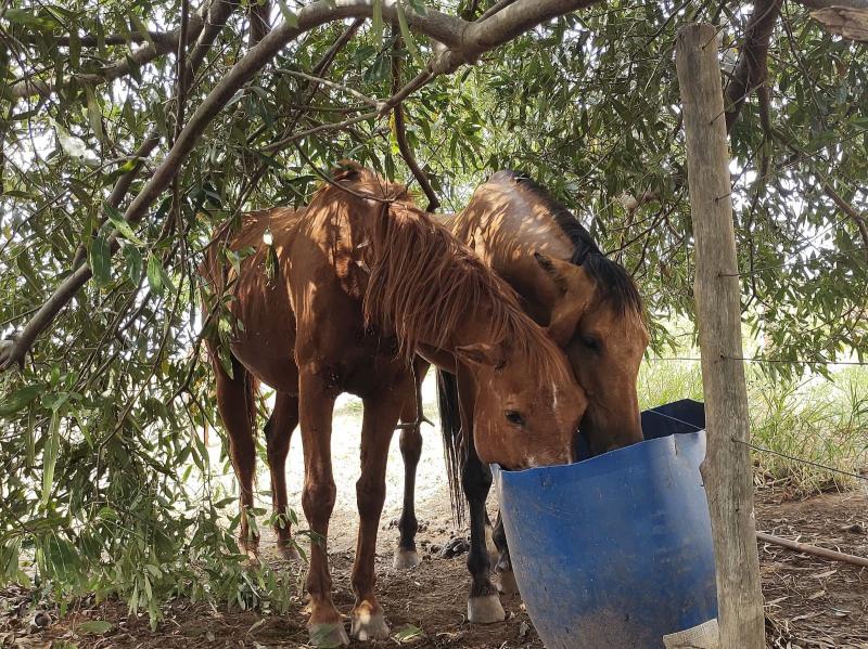Envolvido se prontificou a levar animais para outro pasto, onde passarão por exames