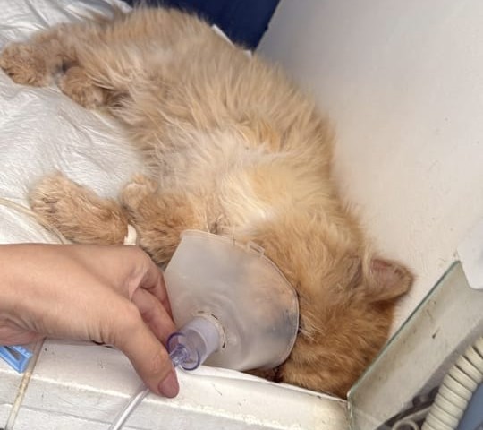 Denúncias são relacionadas a casos de maus-tratos, como agressões físicas e envenenamentos