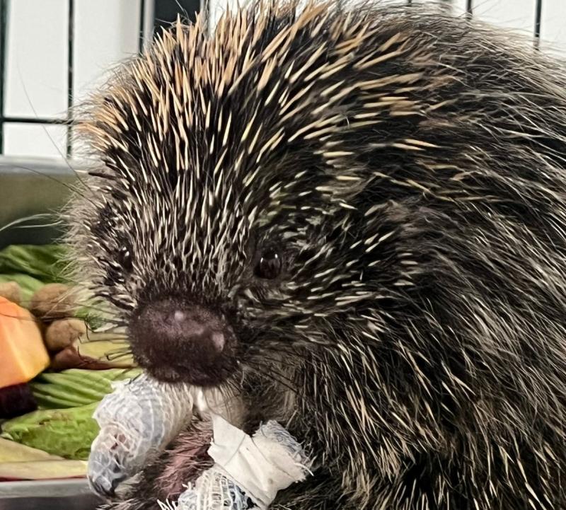 Ouriço-cacheiro está em tratamento no Hospital Veterinário da Cidade da Criança