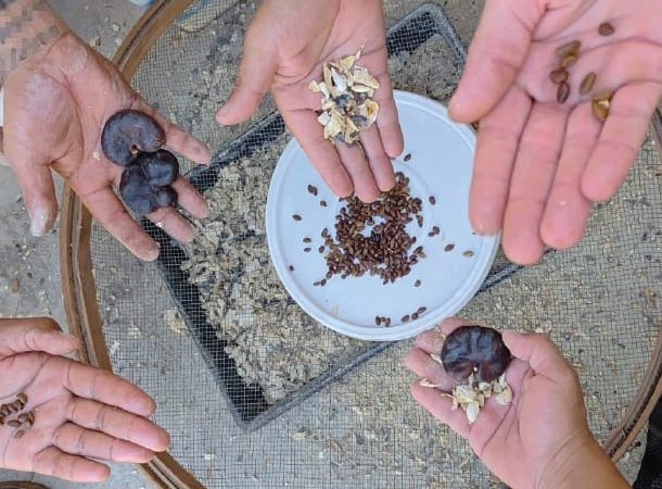 Mudas que serão distribuídas gratuitamente são resultado do trabalho de reeducandos em regime semiaberto