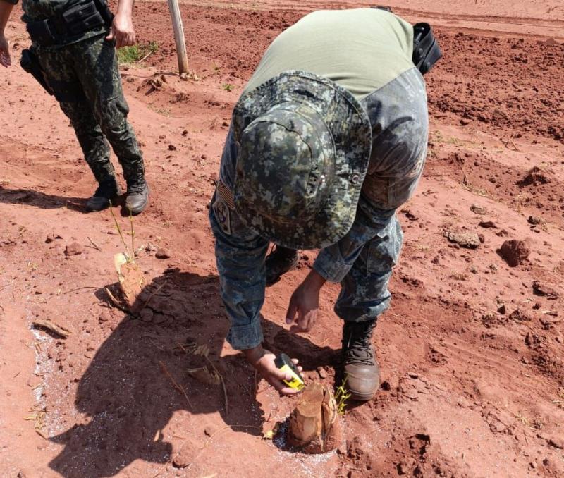 Polícia Ambiental encontrou troncos serrados durante vistoria na área