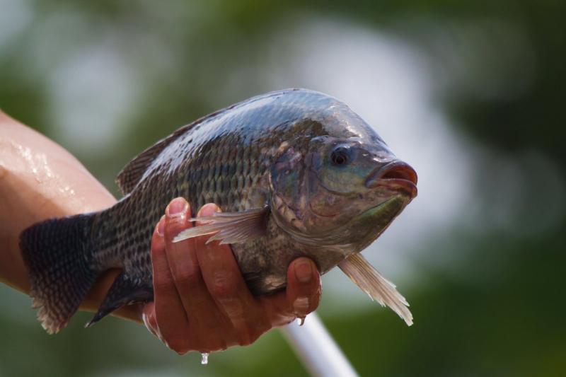 Em 2024, Brasil produziu 662.230 toneladas de tilápia, correspondendo a 68% de toda a produção nacional de peixes cultivados