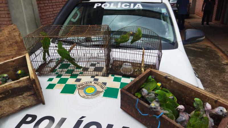 Filhotes de papagaio estavam em caixas de madeira e, os periquitos, presos em gaiolas