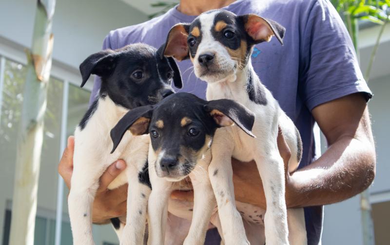 Abrigo de Animais possui dezenas de cães disponíveis para adoção