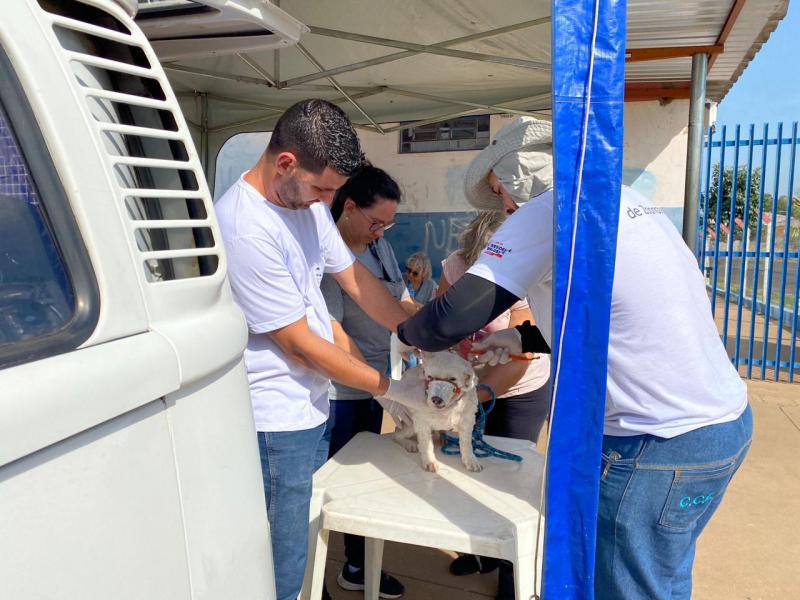 Coleta de sangue é necessária para diagnóstico da leishmaniose