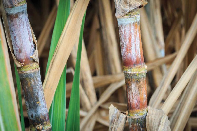 Prudente está inserida nas novas microrregiões com destaque na produção nacional de cana