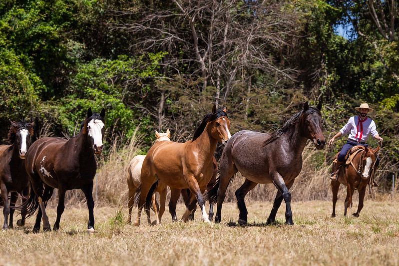 Crescimento dos cascos em cavalos é afetado por muitas variáveis, incluindo o tipo de criação e a rotina do animal
