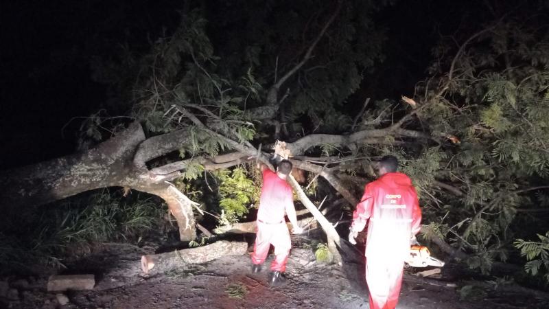 Trabalhos de remoção de galhos e troncos foram realizados nesta quarta e quinta