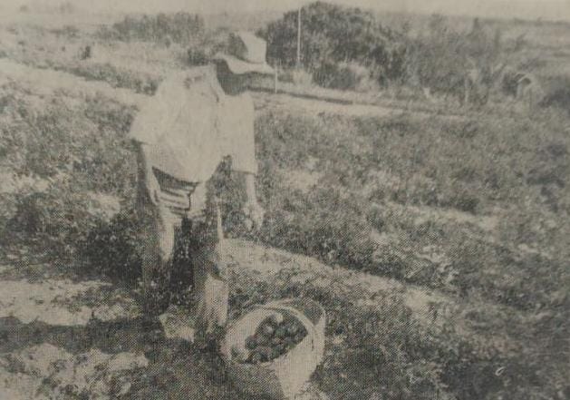 Apesar das chuvas terem provocado um atraso, lavradores de Machado já acolheram o tomate