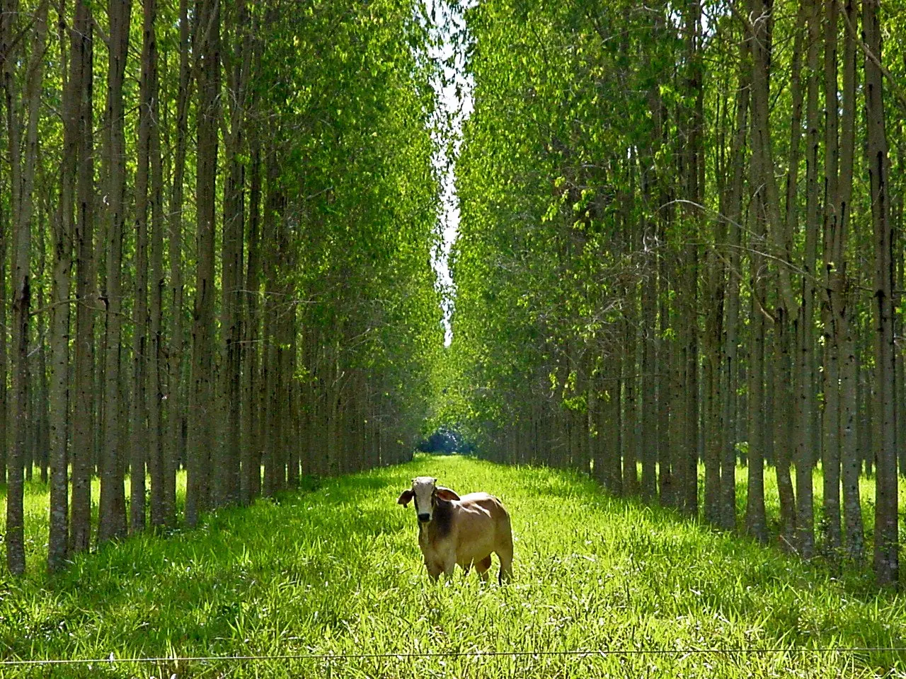 Propriedades de África do Sul, Brasil, Estados Unidos e Índia são exemplos globais de sustentabilidade
