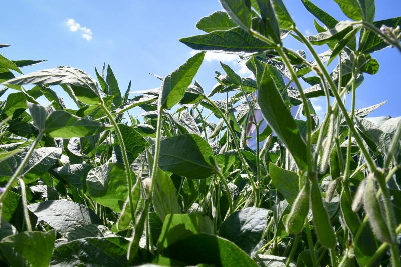 Um dos cultivares dos experimentos com soja em Presidente Bernardes