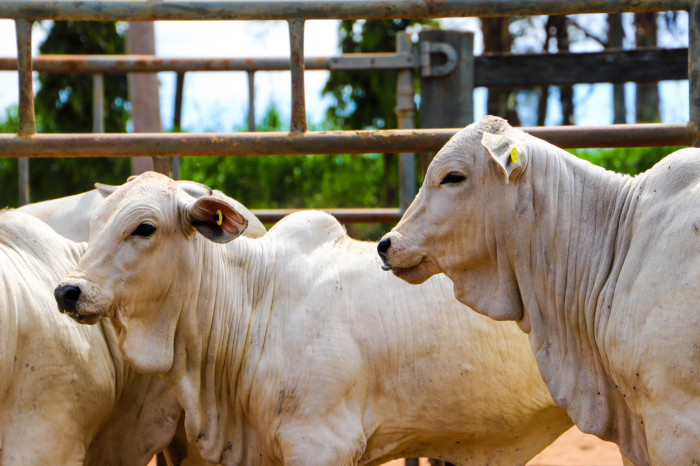 Botton amarelo serve para identificação dos animais vacinados com a vacina B19