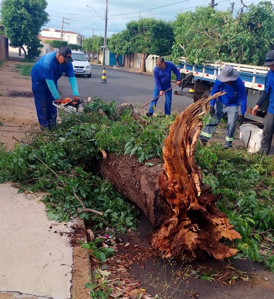 Equipes da prefeitura realizam limpeza e retirada de árvores caídas