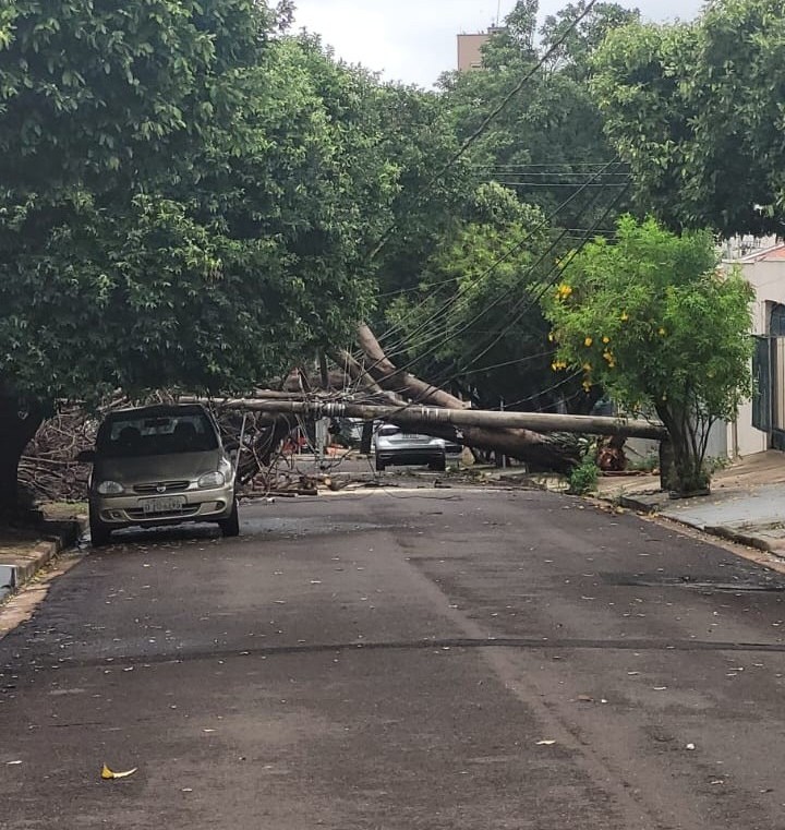 Árvore caiu no bairro Bosque, em PP, e derrubou dois postes, deixando moradores sem energia