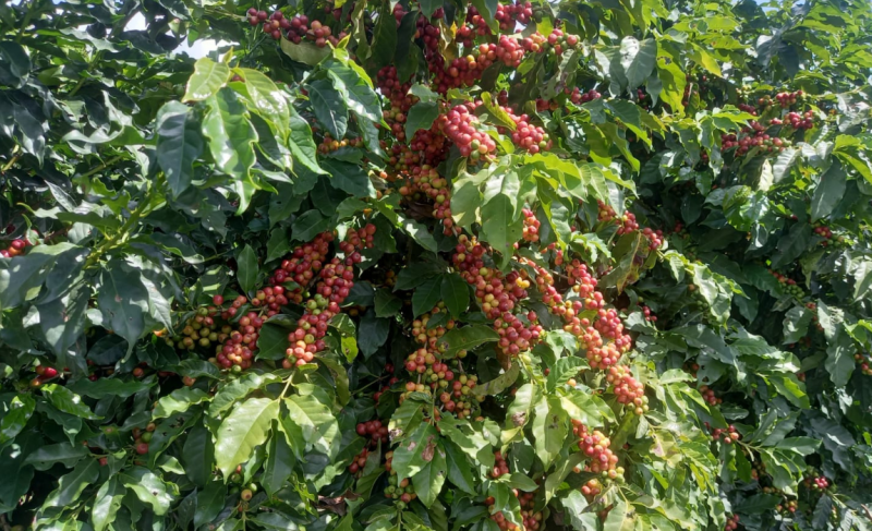 Café arábica produzido em 23 municípios da Nova Alta Paulista conquistou IG