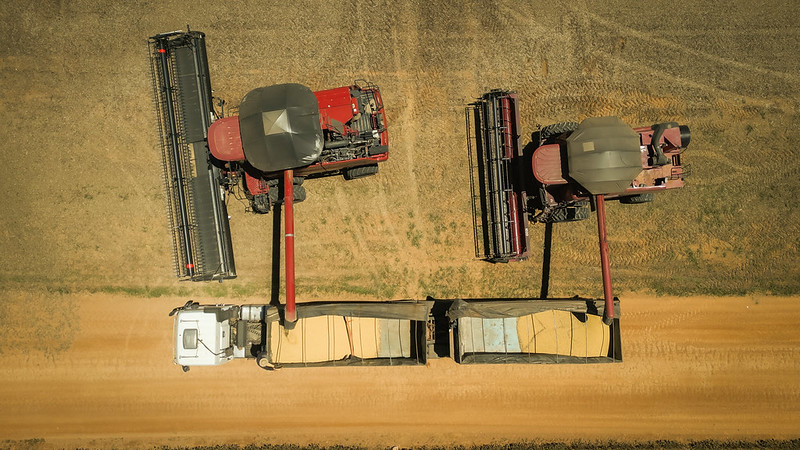 Agricultura: Projeções indicam que a produção total deve superar o volume colhido na safra anterior, com alta de 0,8%