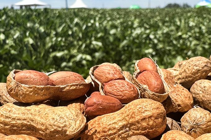 Eventos visam apresentar soluções inovadoras que contribuam para aumento da produtividade do amendoim