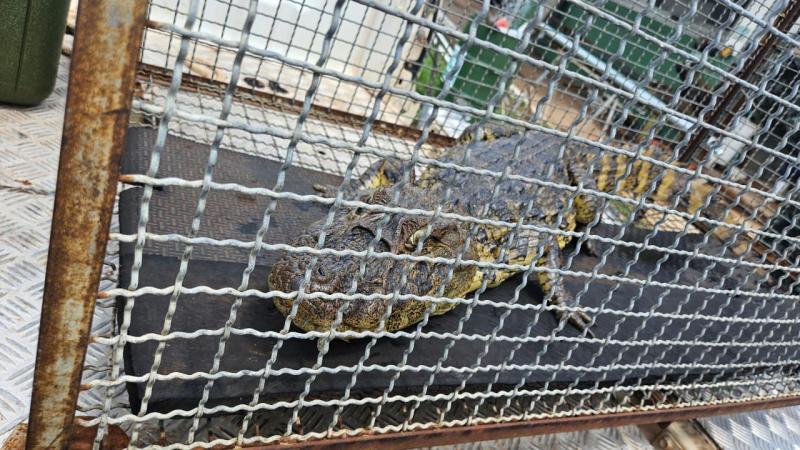 Animal foi acondicionado em caixa própria e transportado até o Rio Santo Anastácio, onde foi solto