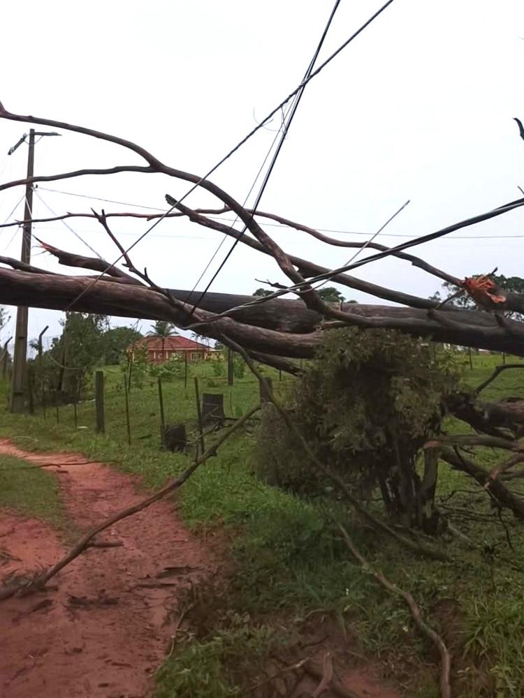 Fortes ventos e quedas de árvores causaram danos na rede elétrica e em diversas residências