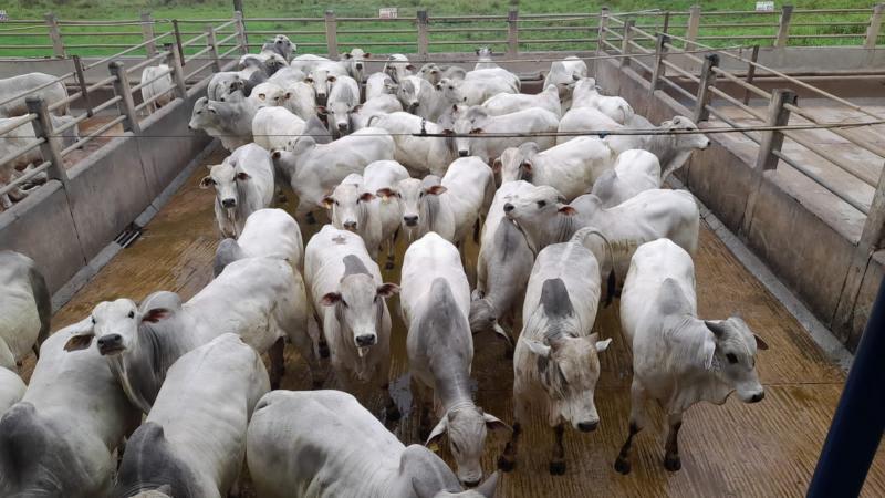 Com etapas no Brasil, na Bolívia e no Paraguai, maior campeonato de avaliação de carcaças do mundo registrou participação histórica 