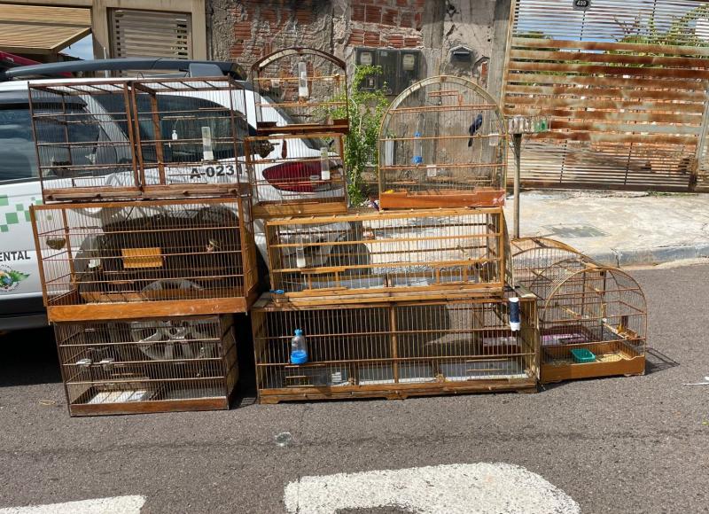 Aves foram devolvidas à natureza e gaiolas foram destruídas
