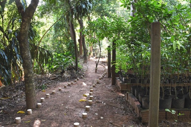 Horto Florestal está localizado no Jardim Jequitibás, em Prudente