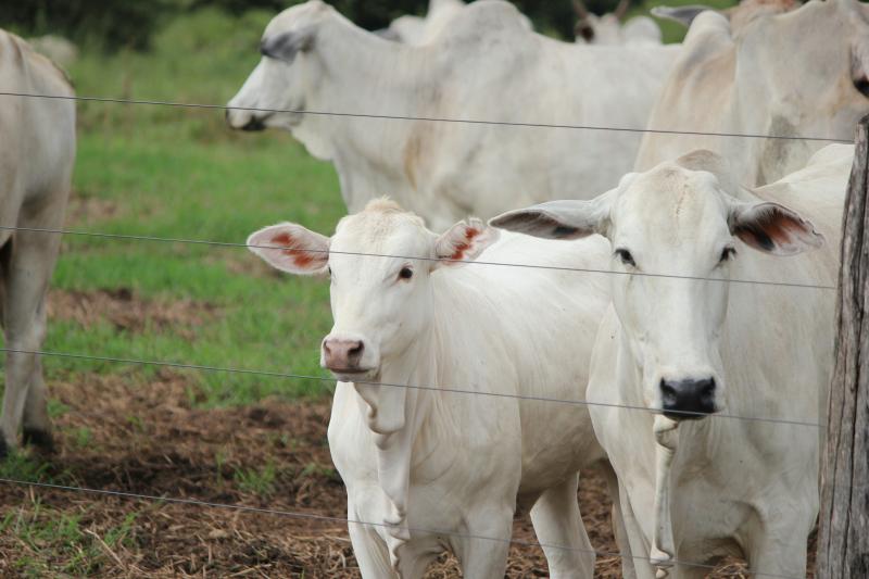 Adoção do manejo adequado para o controle dos inimigos da pecuária proporciona impacto produtivo e econômico na propriedade