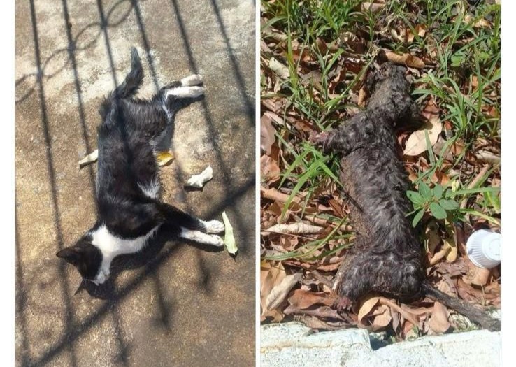 Felinos foram encontrados mortos: um por envenenamento, outro com patas cortadas
