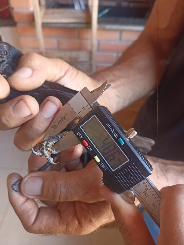 Em fiscalização, Polícia Ambiental multa homem em Caiabu