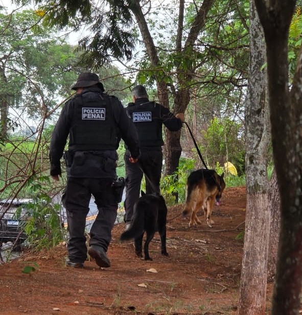 Ilícitos foram localizados escondidos na área externa dos presídios durante operação com cães de faro