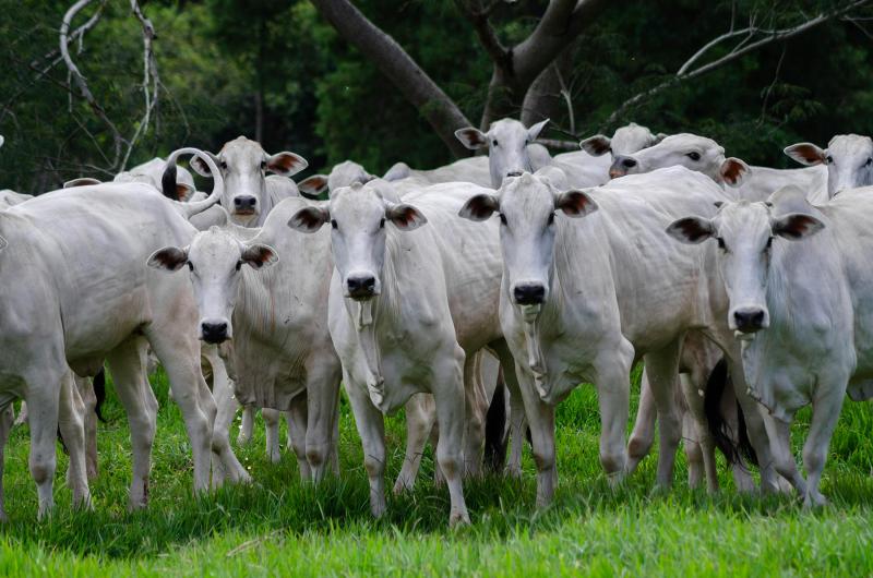 Com investimento de aproximadamente R$ 7 contra a mosca-dos-chifres, rebanho bovino pode ganhar até 15,8 quilos adicionais em peso