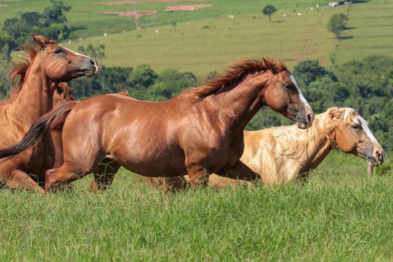 Controle de verminoses em equinos promove saúde e bem-estar, contribuindo para o bom desempenho