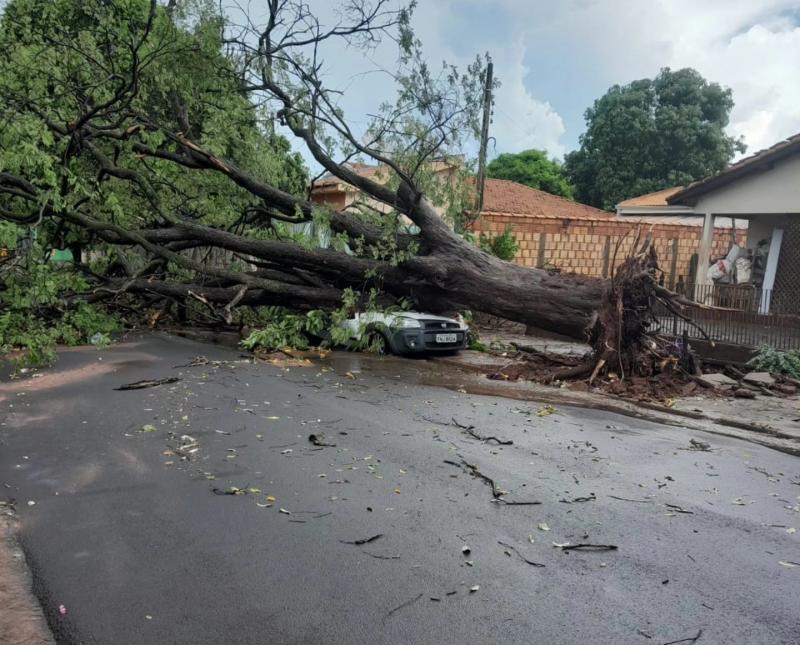 Temporal provocou queda de diversas árvores, inclusive sobre veículos