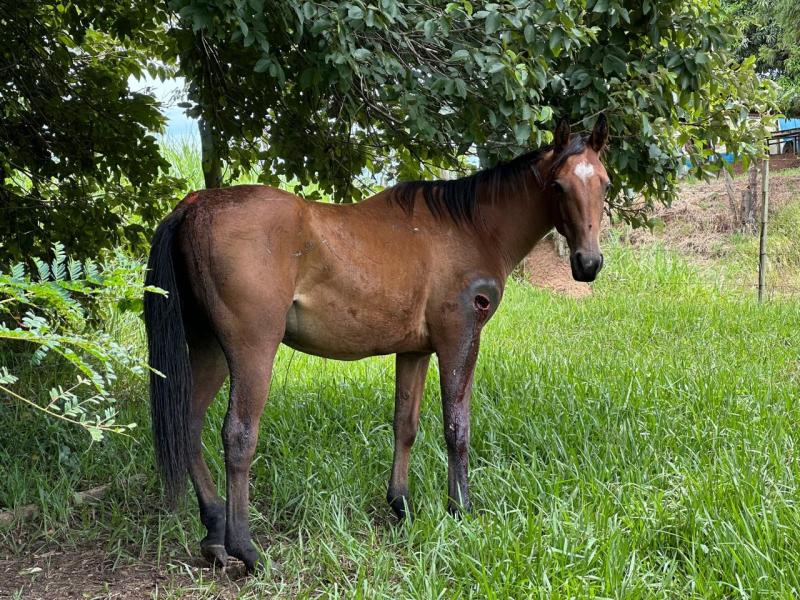 Patrulheiros encontraram potra com bicheira, égua com lesão na canela, além de dois bezerros feridos