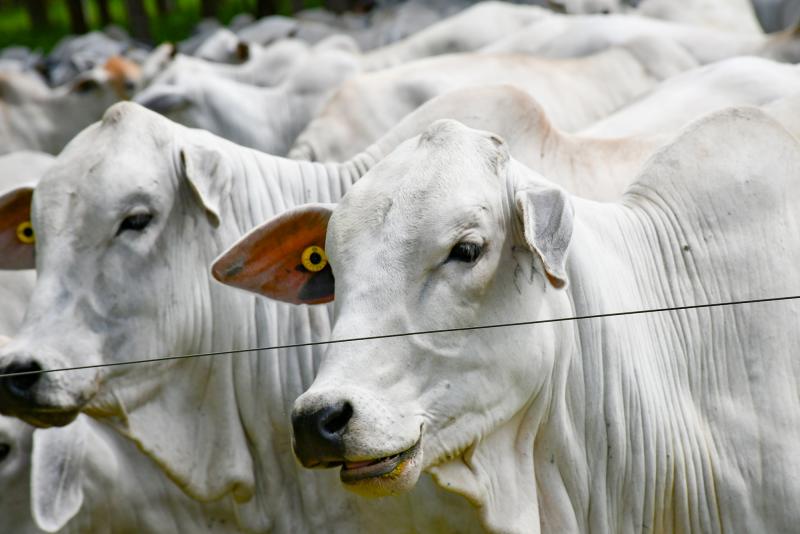 Carne produzida em Prudente e região poderá ter selo de origem