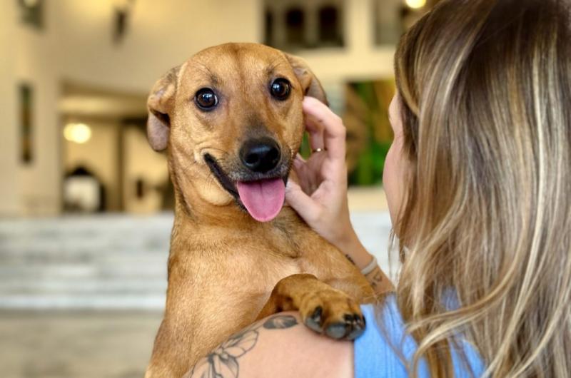 Nova lei, que entrou em vigor nesta terça, reconhece vínculo afetivo entre tutores e animais de estimação 