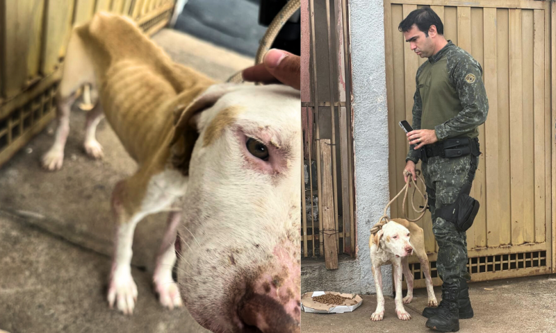 Cachorro apresentava magreza excessiva, feridas, salivação intensa e dificuldades de locomoção