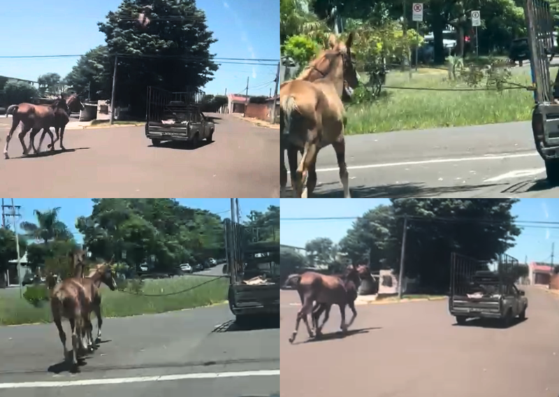 Fato envolvendo maus-tratos de equinos ocorreu no Conjunto Habitacional Ana Jacinta