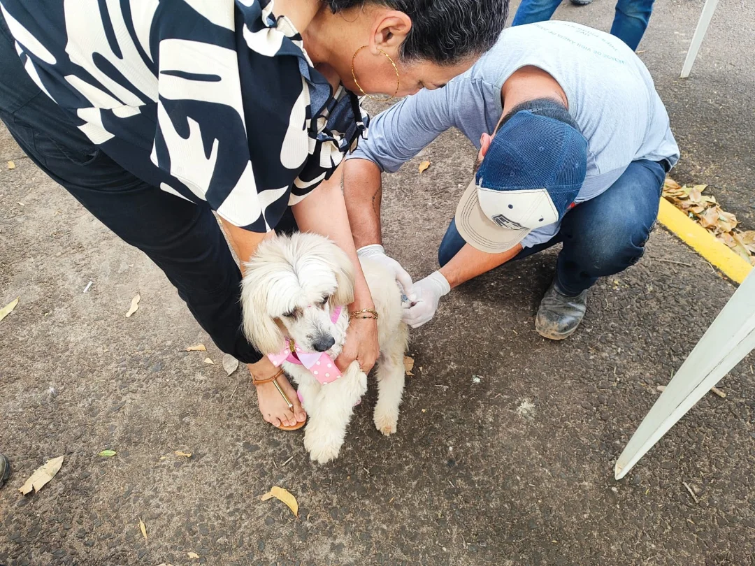 Serviços são destinados a cães com seis meses ou mais