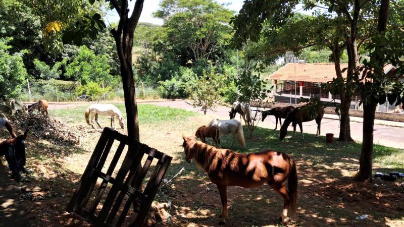 Legislação proíbe que animais de grande porte fiquem soltos em áreas verdes ou vias públicas