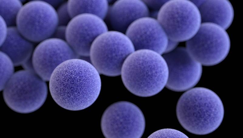 Mais da metade das crianças e adolescentes avaliados estavam colonizados por Staphylococcus aureus