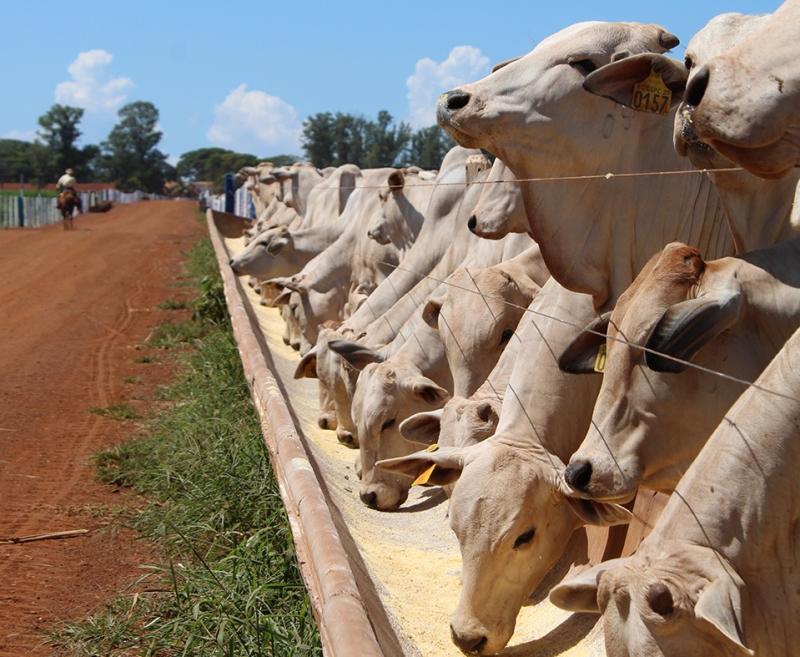 Mesmo com pasto melhor, prática pode ajudar o animal a ganhar mais peso