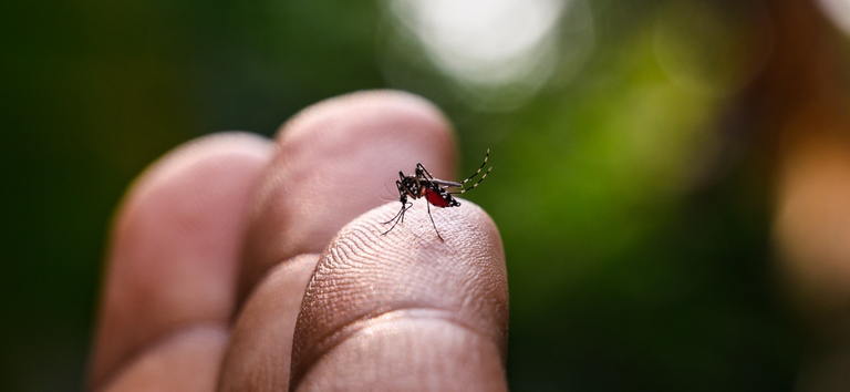 Medidas para combater o mosquito Aedes aegypti não foram informadas pela Prefeitura de Tupi